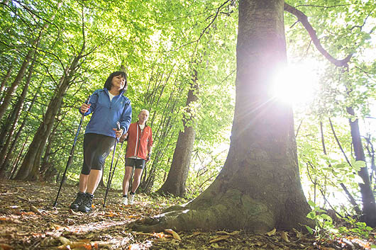 Wald (c) Karl Schrotter